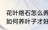 花叶络石怎么养叶子才好看 花叶络石如何养叶子才好看