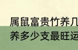 属鼠富贵竹养几支最旺运 属鼠富贵竹养多少支最旺运