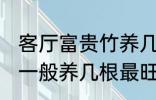 客厅富贵竹养几支最旺运 水养富贵竹一般养几根最旺财