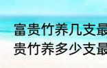 富贵竹养几支最旺运办公室 办公室富贵竹养多少支最旺运