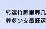 转运竹家里养几支最旺运 转运竹家里养多少支最旺运