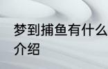 梦到捕鱼有什么兆头 梦见捕鱼的寓意介绍