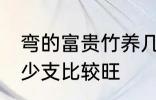 弯的富贵竹养几支最旺运 富贵竹养多少支比较旺