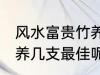 风水富贵竹养几支最旺运 风水富贵竹养几支最佳呢