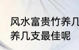 风水富贵竹养几支最旺运 风水富贵竹养几支最佳呢