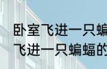 卧室飞进一只蝙蝠有什么兆头吗 卧室飞进一只蝙蝠的兆头