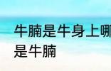 牛腩是牛身上哪里的肉 什么位置的肉是牛腩