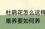 杜鹃花怎么这样难养 杜鹃花为何这样难养要如何养