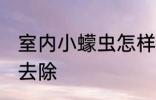 室内小蠓虫怎样去除 室内小蠓虫如何去除