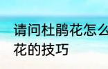 请问杜鹃花怎么养不爱死啊 养殖杜鹃花的技巧