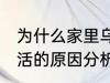 为什么家里乌龟养不活 家里乌龟养不活的原因分析