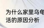 为什么家里乌龟养不活 家里乌龟养不活的原因分析